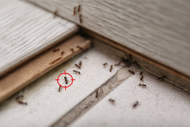 Best Bed Bug Extermination  in Cobb Island, MD