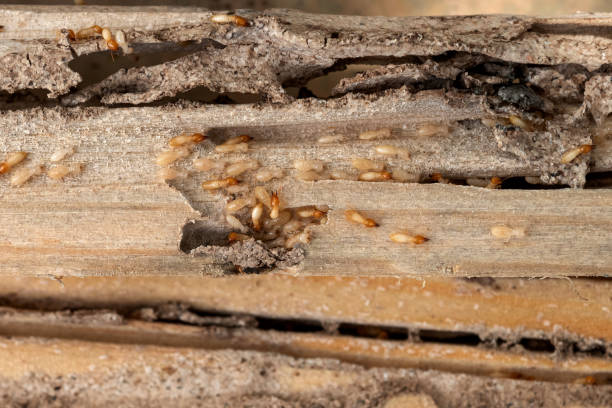 Professional Pest Control in Cobb Island, MD
